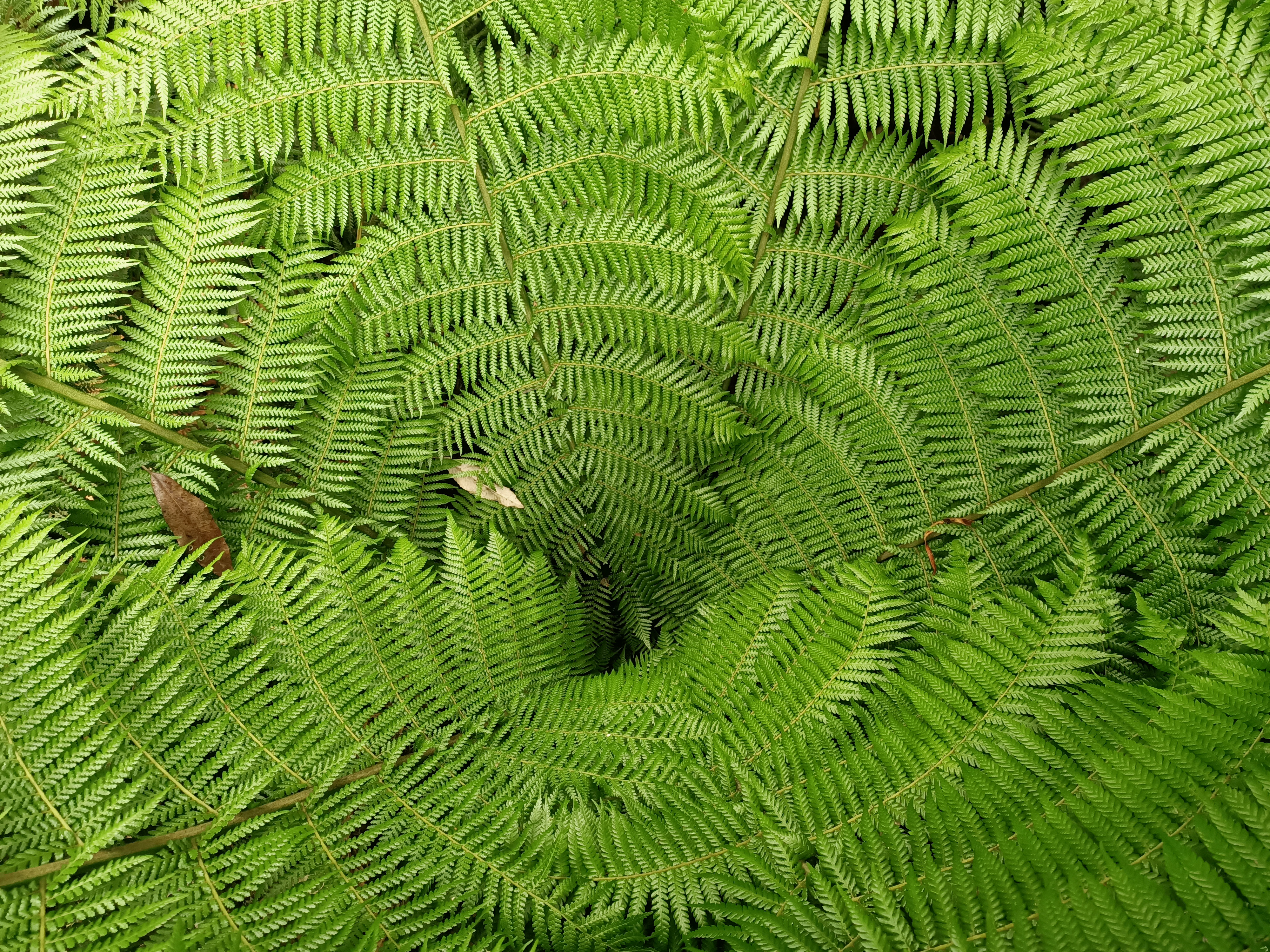 Looking down on the centre of a large fern.