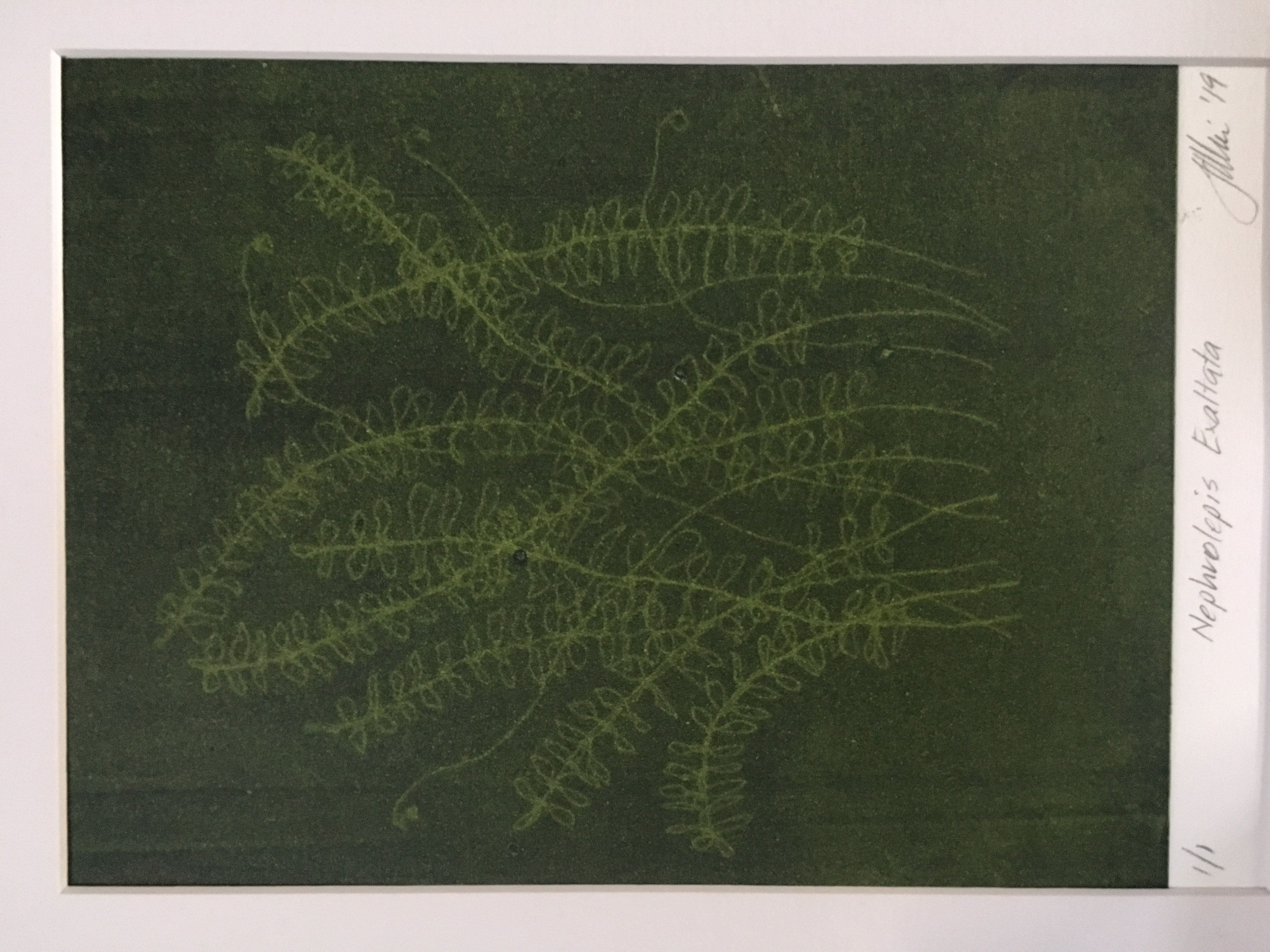 Print of plant leaves, in light green ink on a darker background.