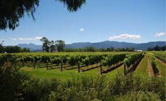 Nelson Wineries