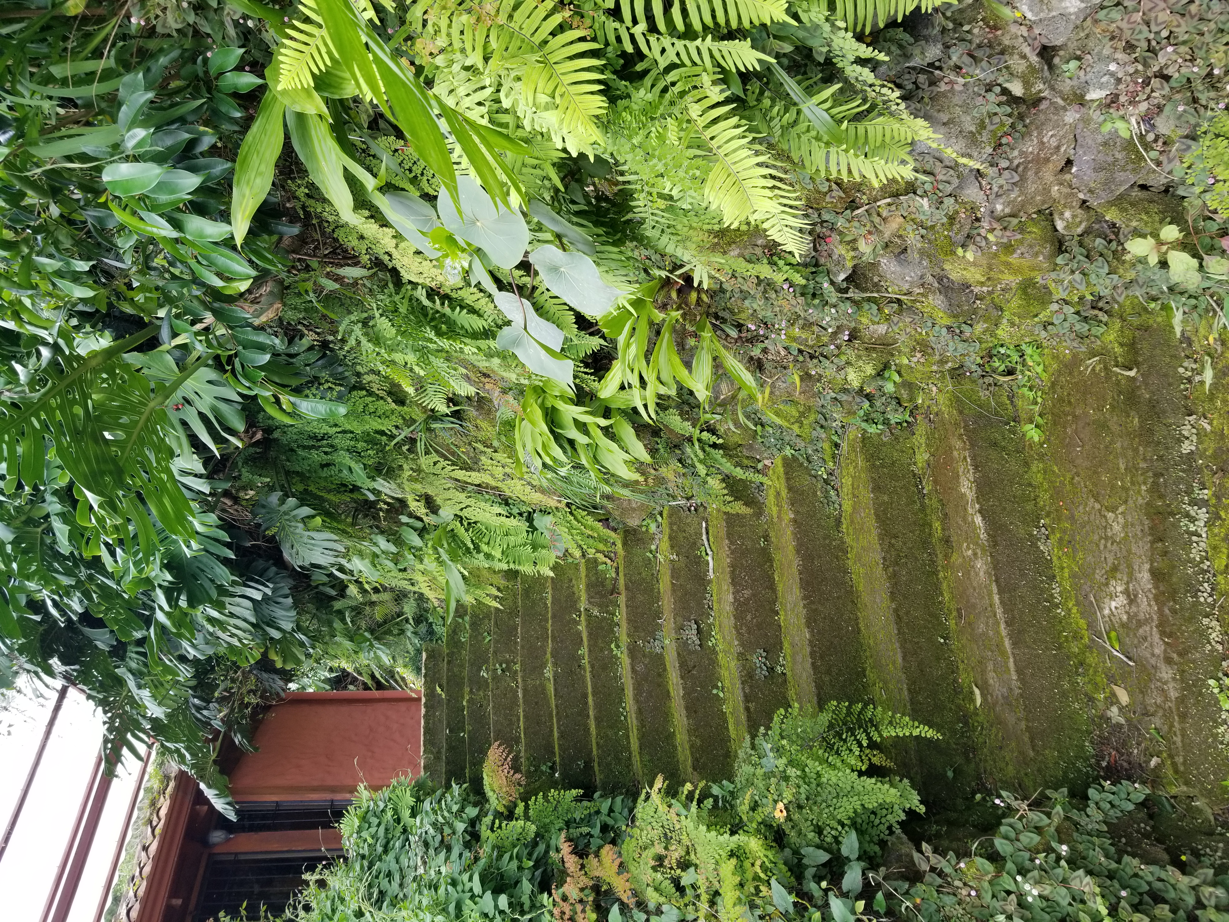 Towards Birds of Paradise covered terrace