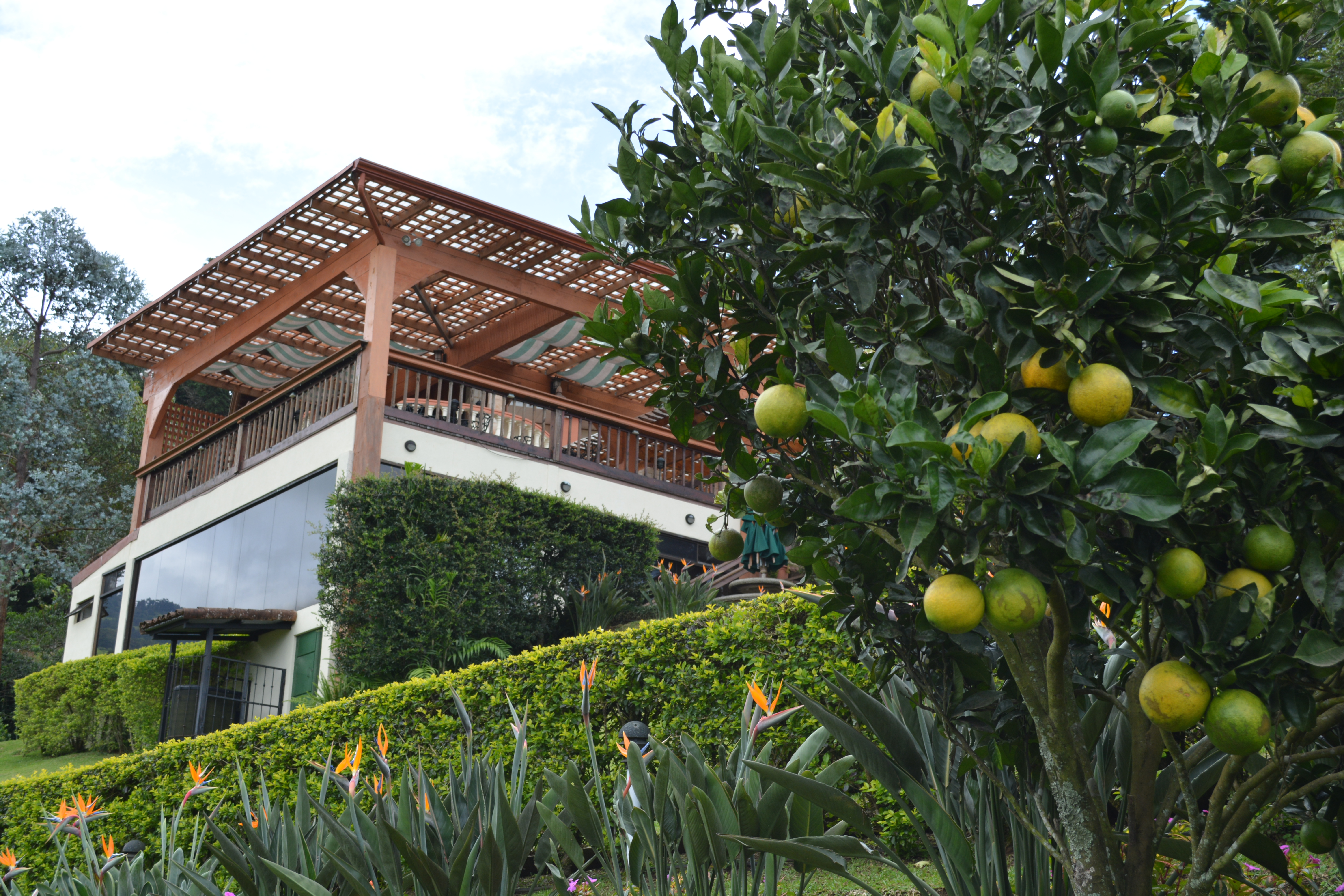 Washington Navel oranges from the farm