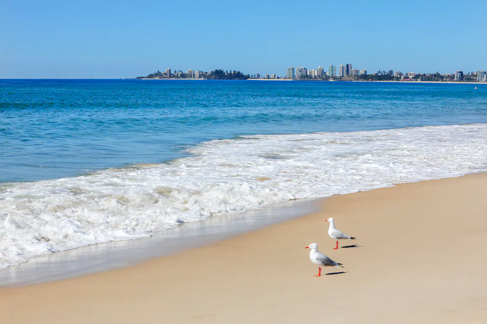 Seagulls on Tugun Beach in front of Sandbox Apartments