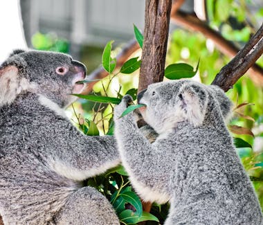 australian koala, koalas