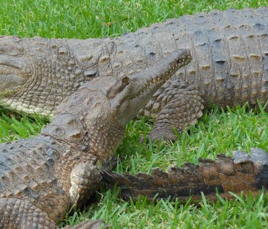 The saltwater crocodile (Crocodylus porosus), also known as the estuarine crocodile, Indo-Pacific crocodile, marine crocodile