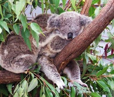 cute Koalas