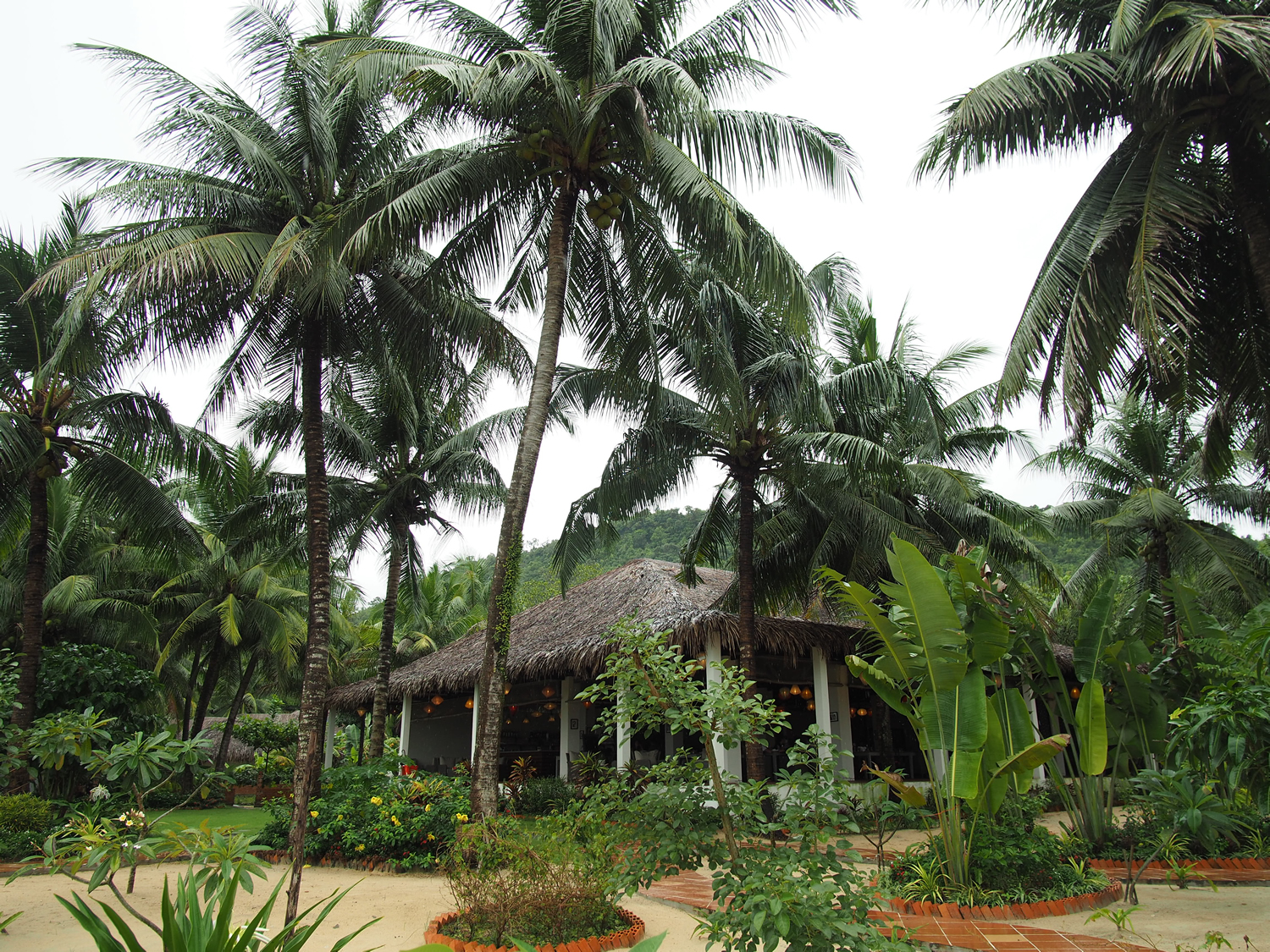 Tropical Garden and coconut trees in Phu Quoc