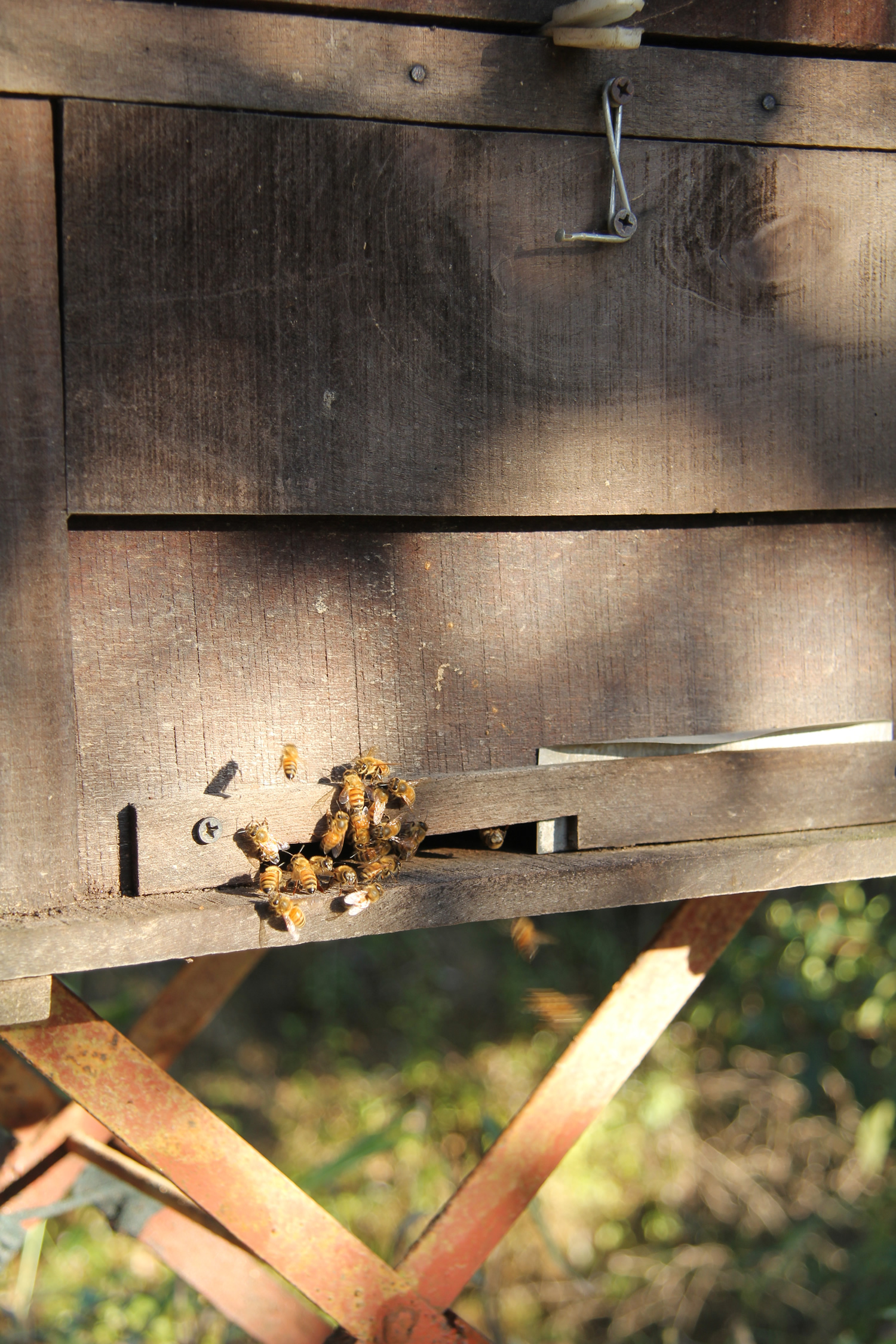 Phu Quoc Bee Farm Tour