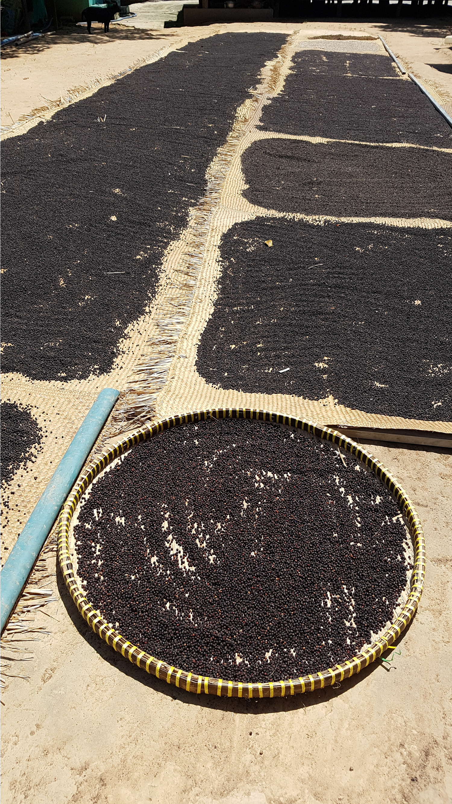 Phu Quoc Pepper Plantation farm tour