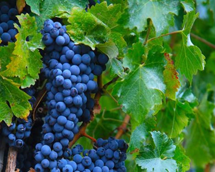 Bunch of Cabernet Sauvignon grapes ready for harvest.
