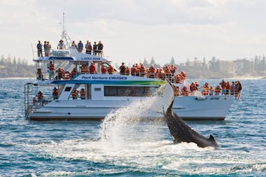 Whale watching off Port Macquarie coastline