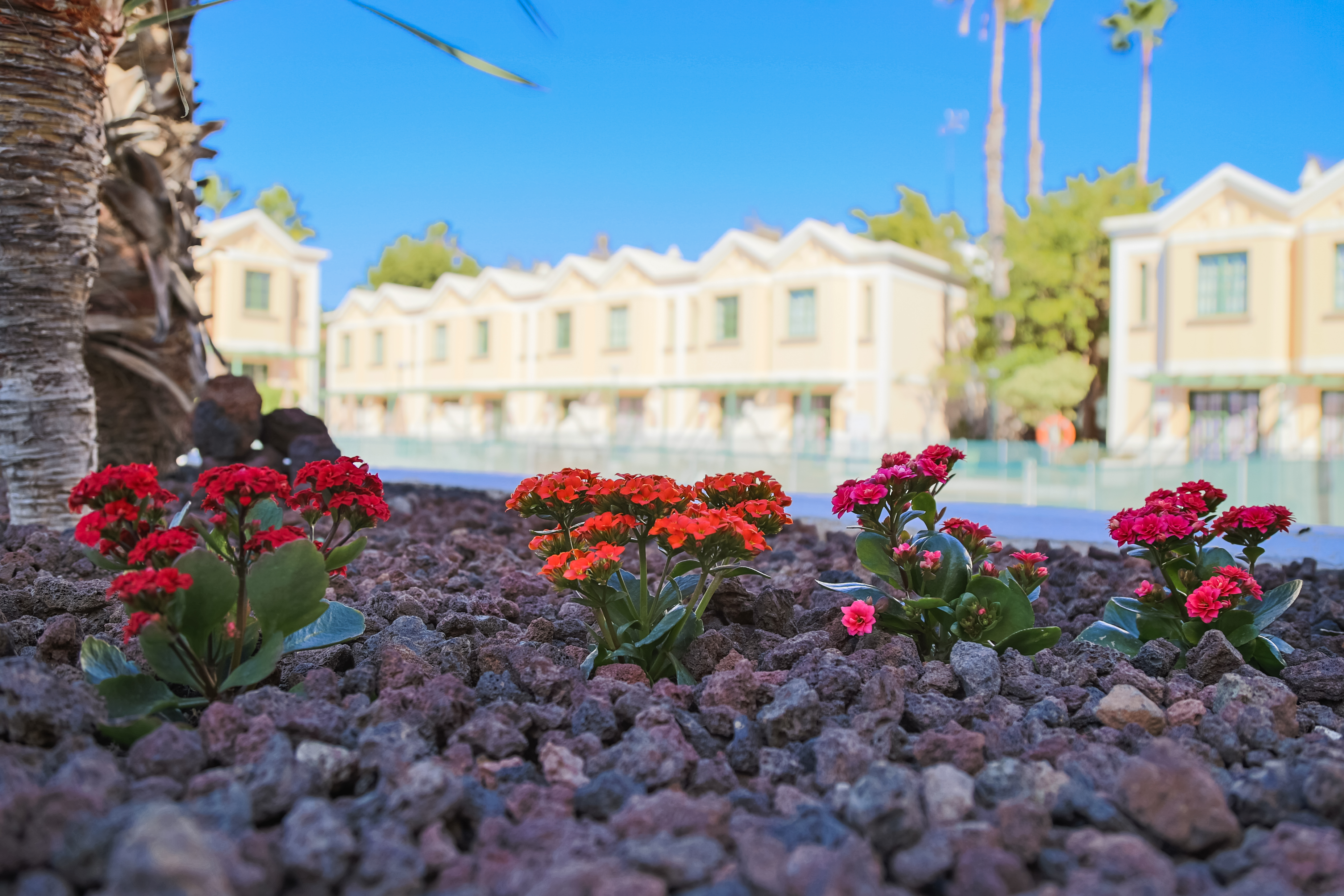 Complejo Sun Garden - Maspalomas