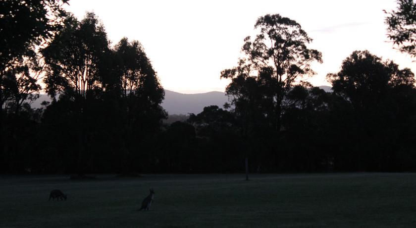 Kangaroos at Woodlane Cottages