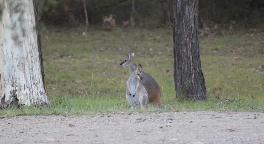 Kangaroos at Woodlane Cottages