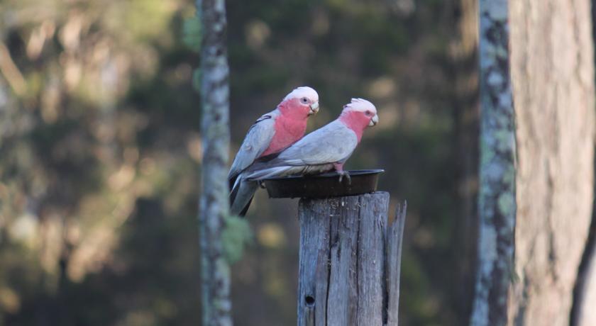 Bird life at Woodlane Cottages
