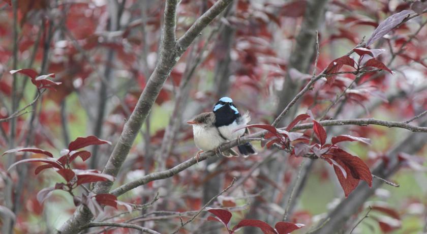 Bird life at Woodlane Cottages
