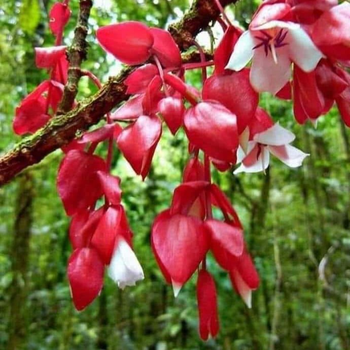 Bird Watching Taveuni Fiji Orange Dove Lake Tagimoucia Flower