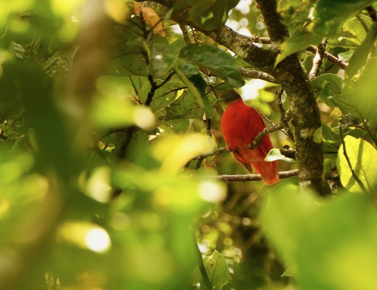 Bird Watching Taveuni Fiji Orange Dove