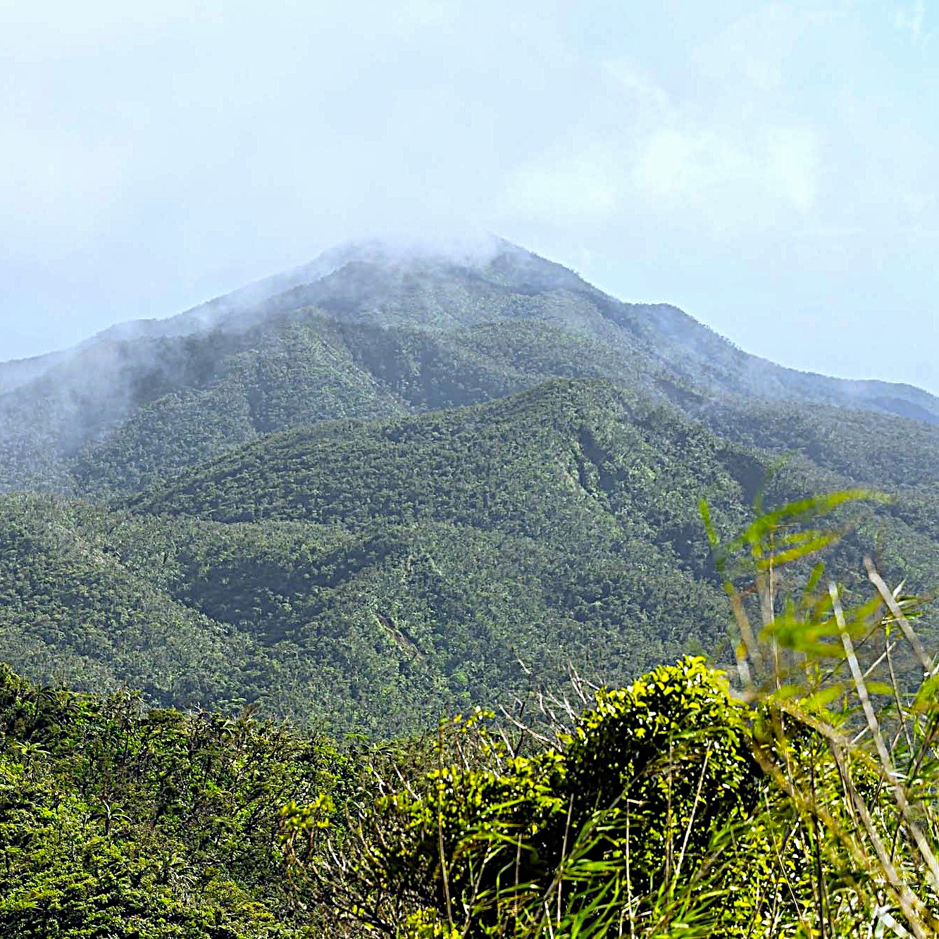 Bird Watching Taveuni Fiji Orange Dove Lake Tagimoucia