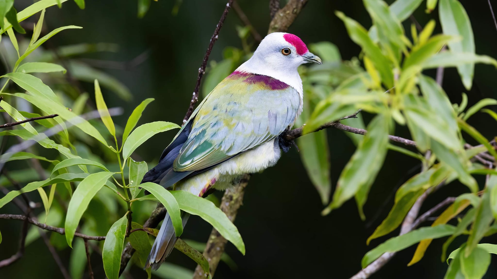 Bobby's Farm Taveuni Fiji Bird Watching