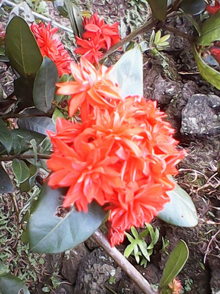 Bobby's Farm Taveuni Fiji