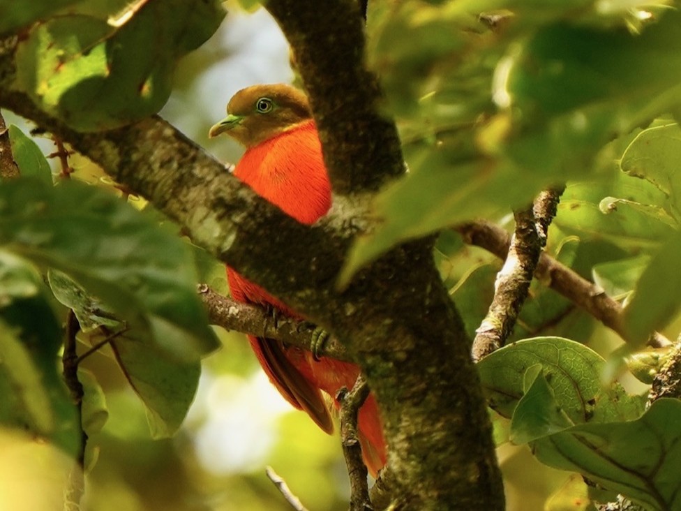 Bird Watching Taveuni Fiji Orange Dove