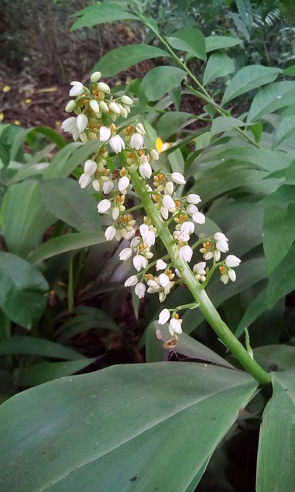 Bobby's Farm Taveuni Fiji