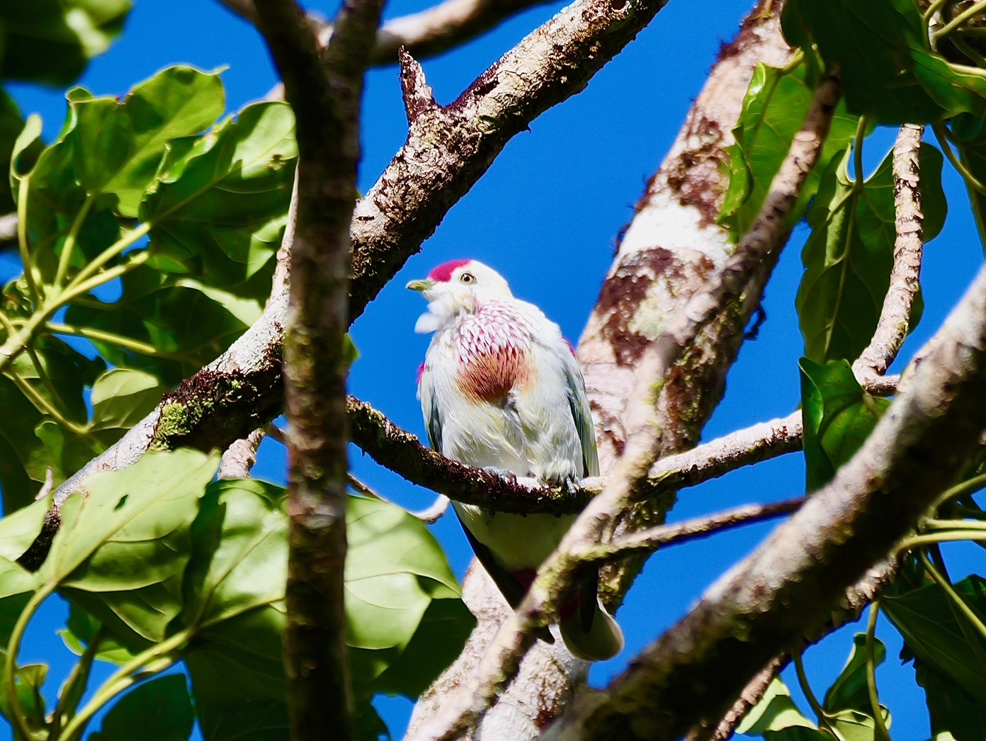 Bird Watching Taveuni Fiji