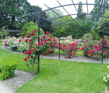 Ashburton Domain Rose Garden