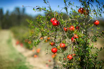 Ripe pomegranates on the orchard at Talga Estate, Lovedale Hunter Valley