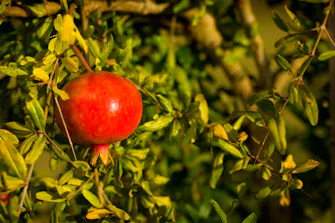 Ripe pomegranates on the orchard at Talga Estate, Lovedale Hunter Valley