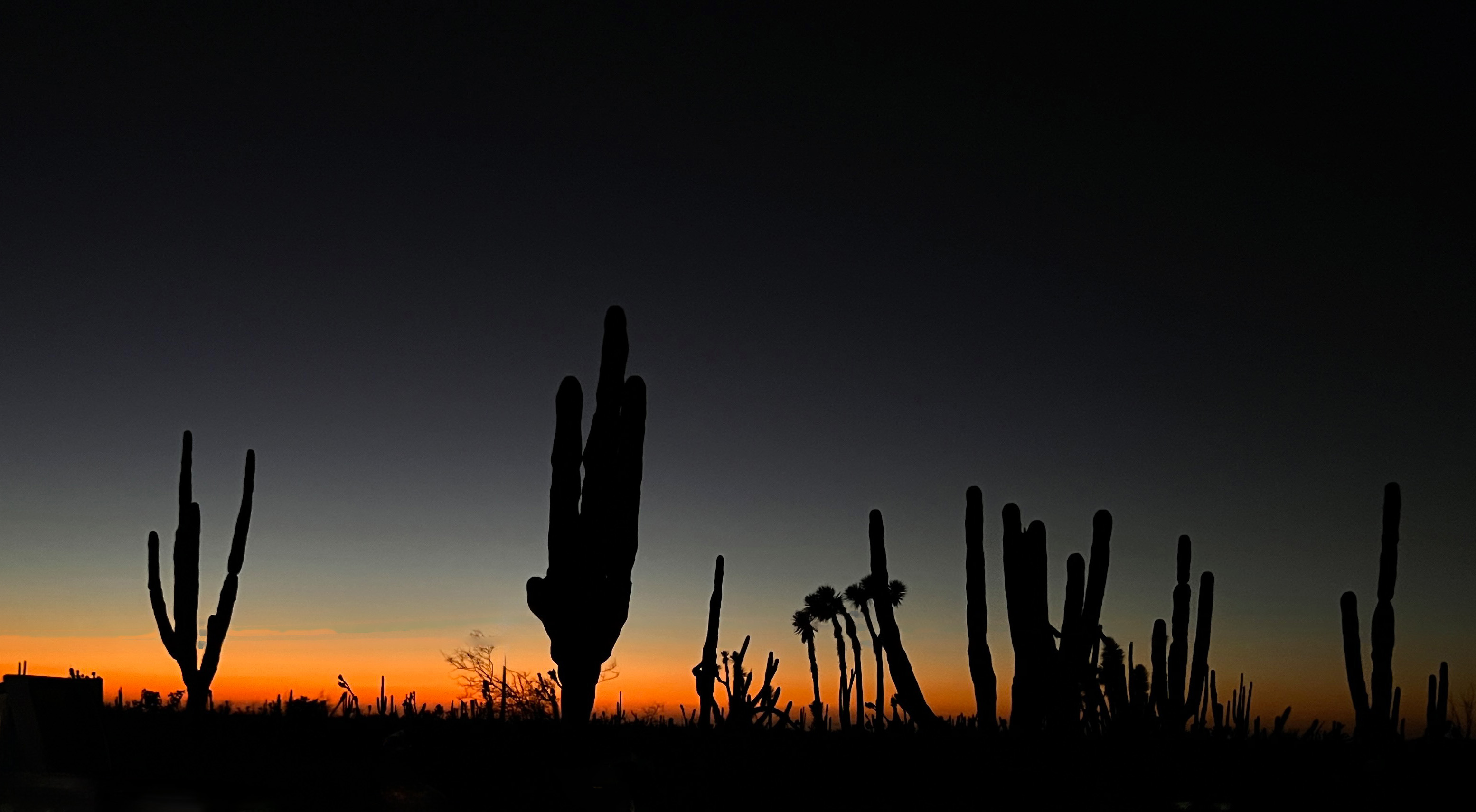 cactus sunset at Aventuras hotel in Loreto Bay Baja