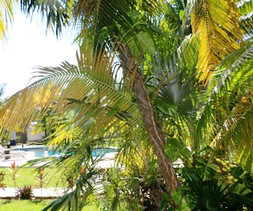 jardines con palmeras caribeñas