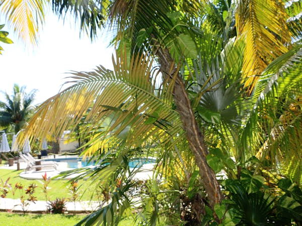 jardines con palmeras caribeñas