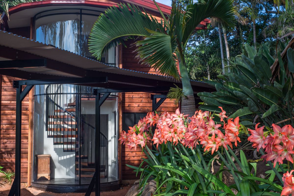 Hippeastriums in bloom