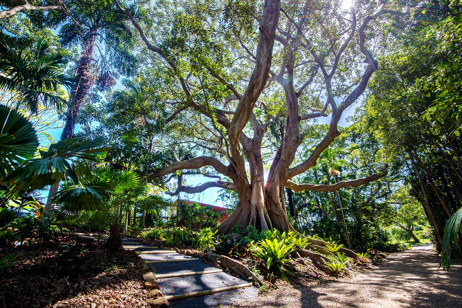Magnificent old fig and garden paths