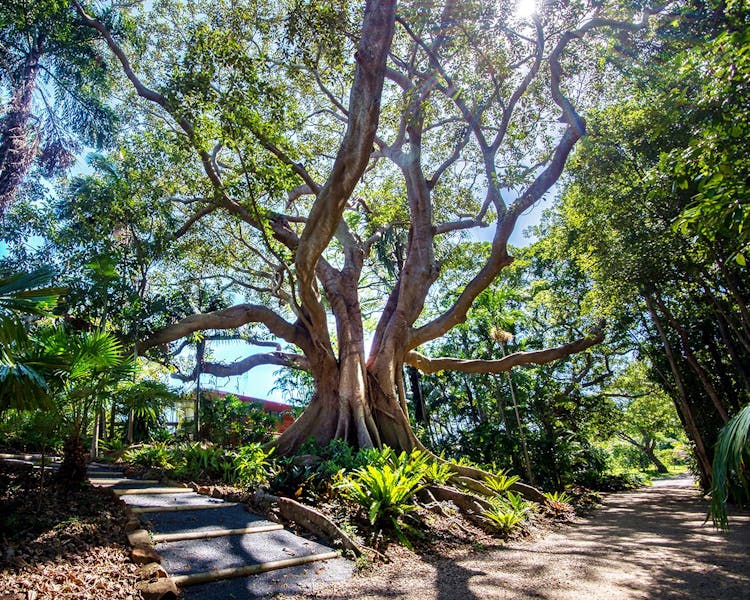 Magnificent old fig and garden paths