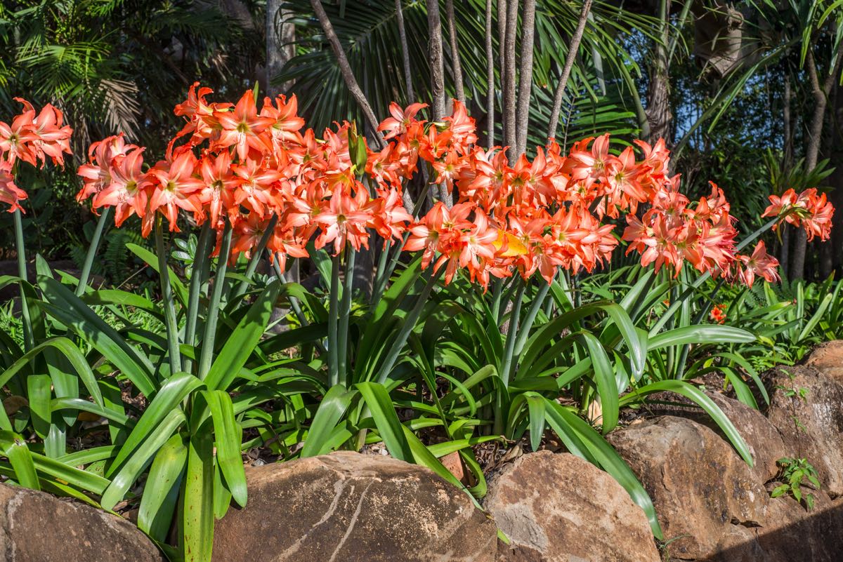 Hippeastriums frenzy