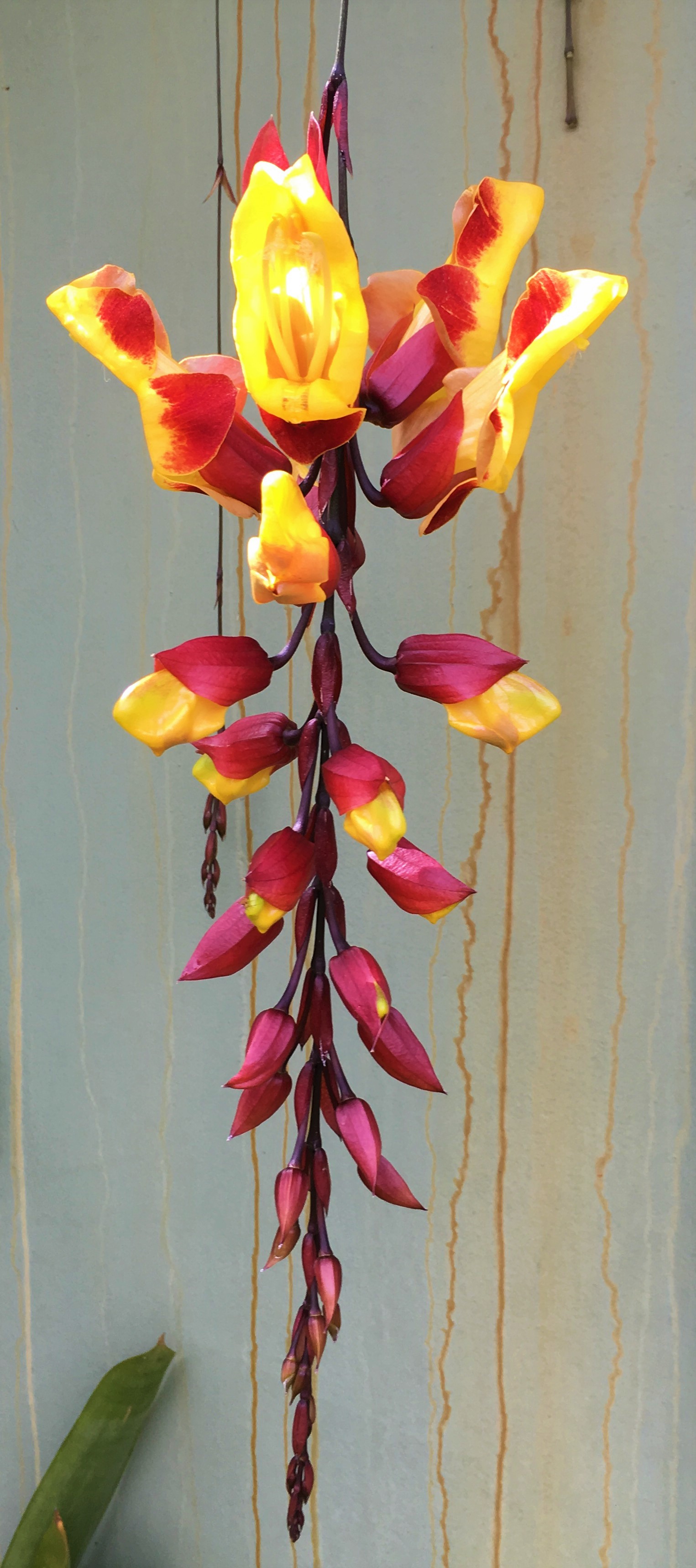 Rare flowering vines - Tropical red and yellow clock vine, Thunbergia mysorensis,