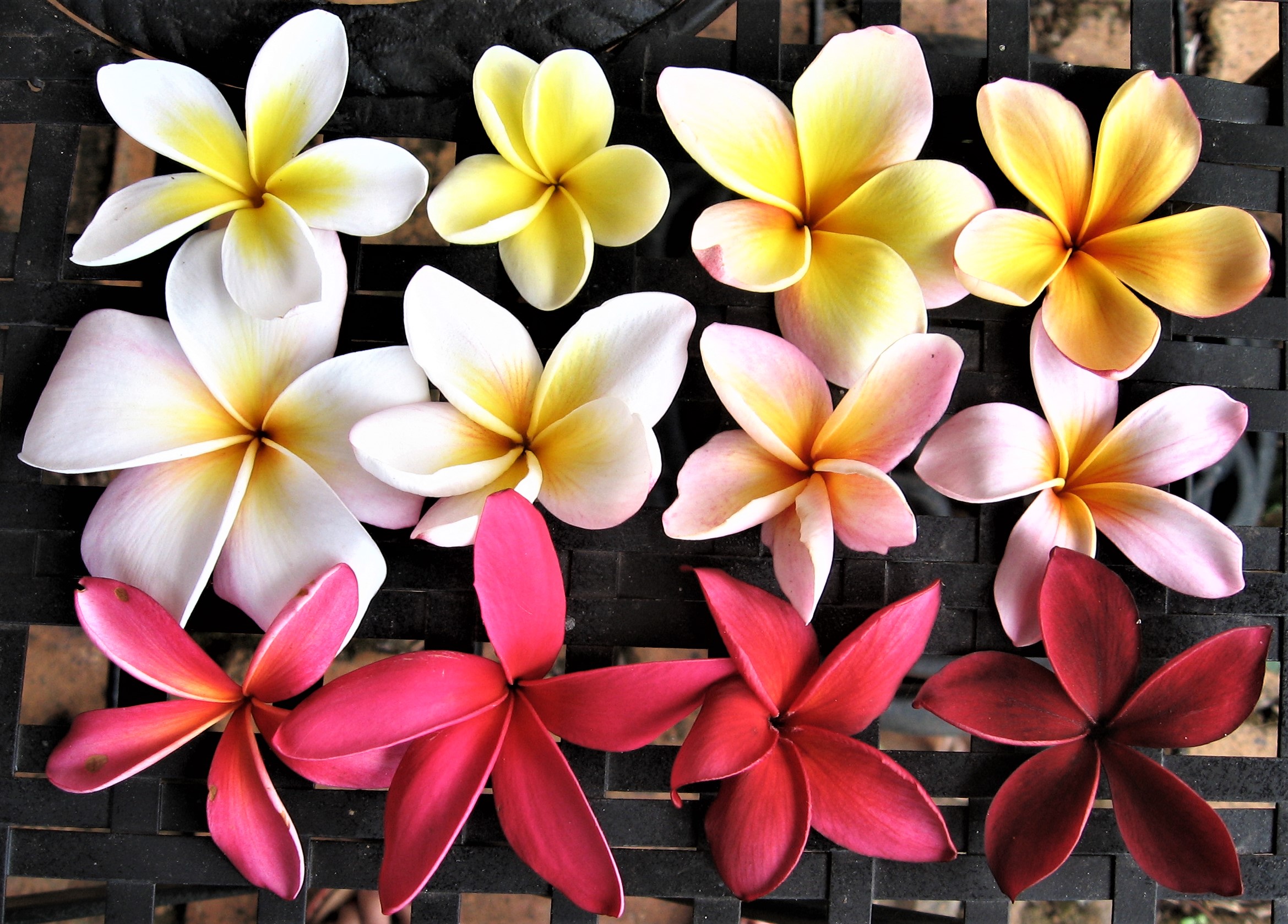 Frangipani colours at The Figs Byron