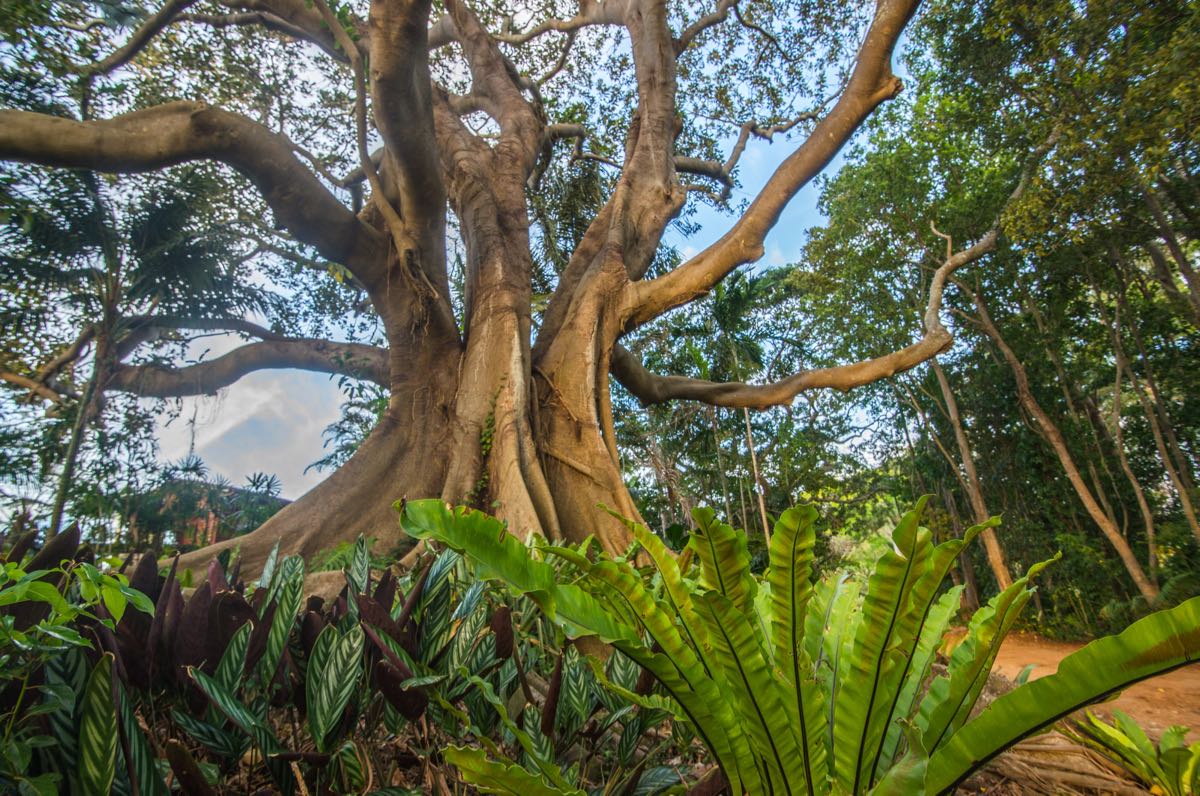 Ancient Fig and Birdsnest Ferns