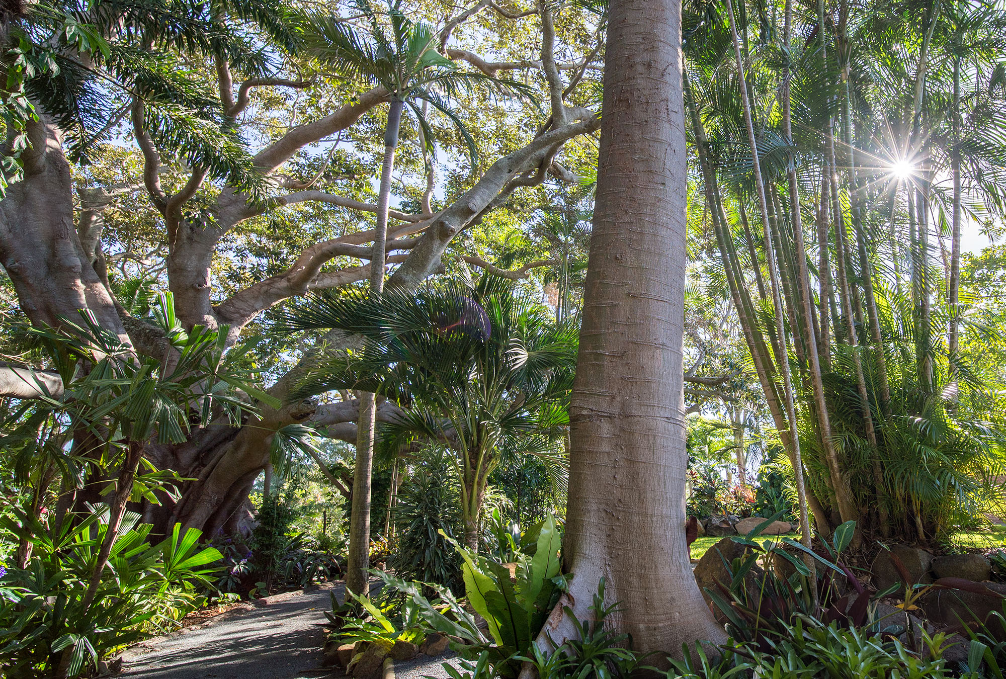 Gardens under the figs