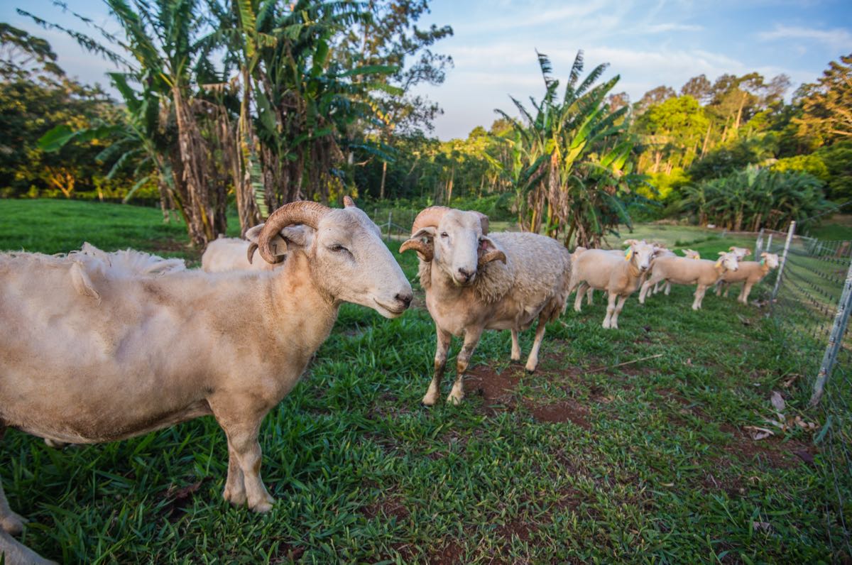 Resident Whiltshire Horned Sheep