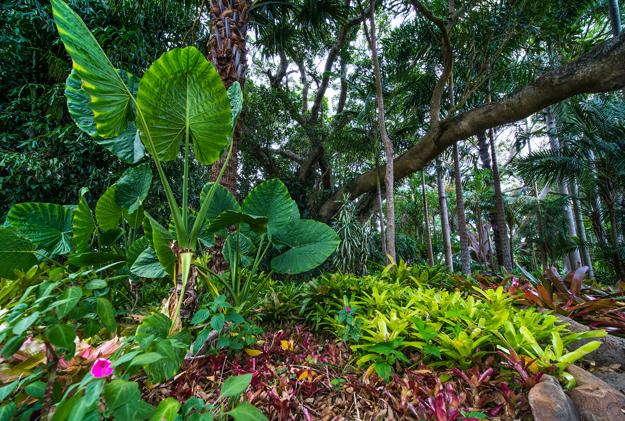 Bromeliads under the Figs