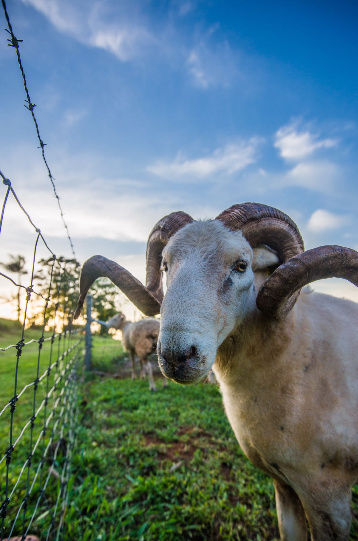 Resident Whiltshire Horned Ram