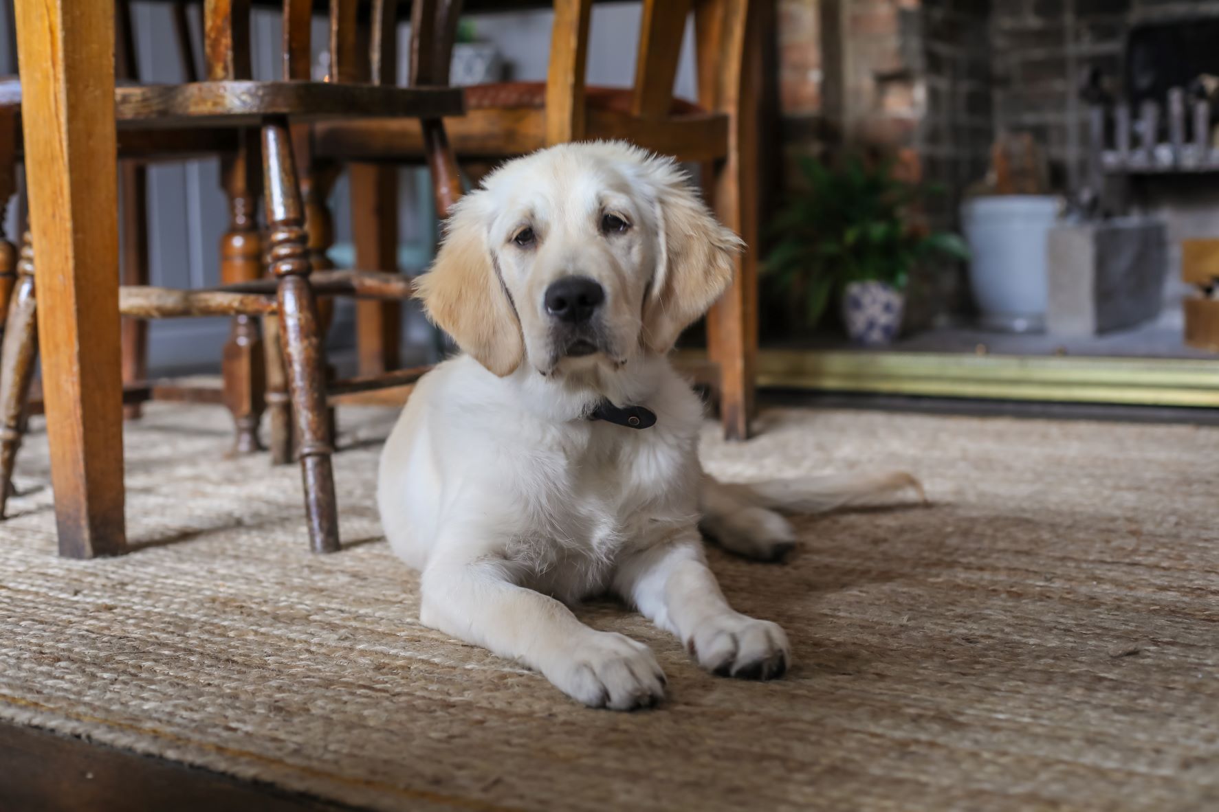 Dog friendly pub in Devizes