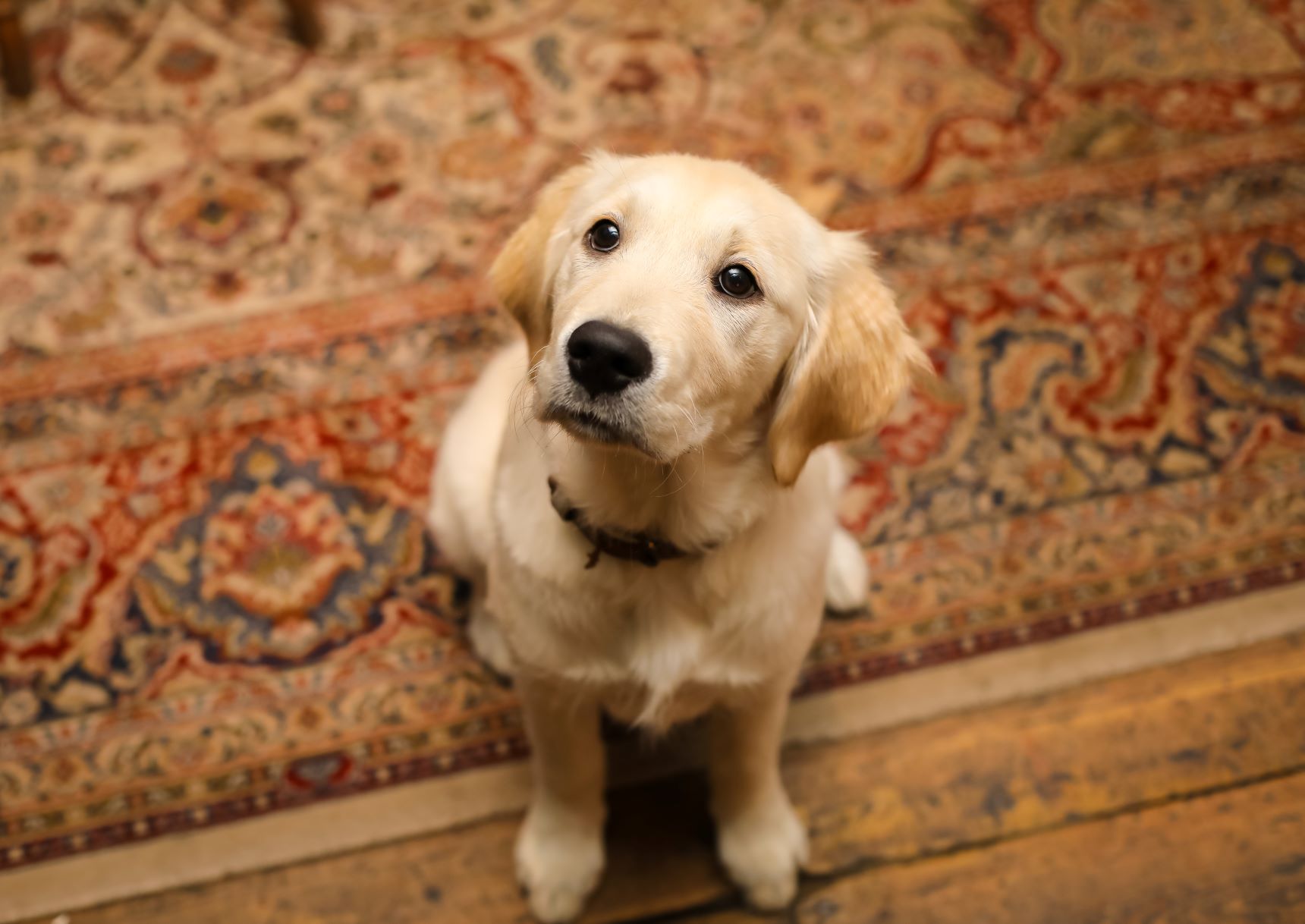 Dog friendly pub hotel in Devizes The Black Swan