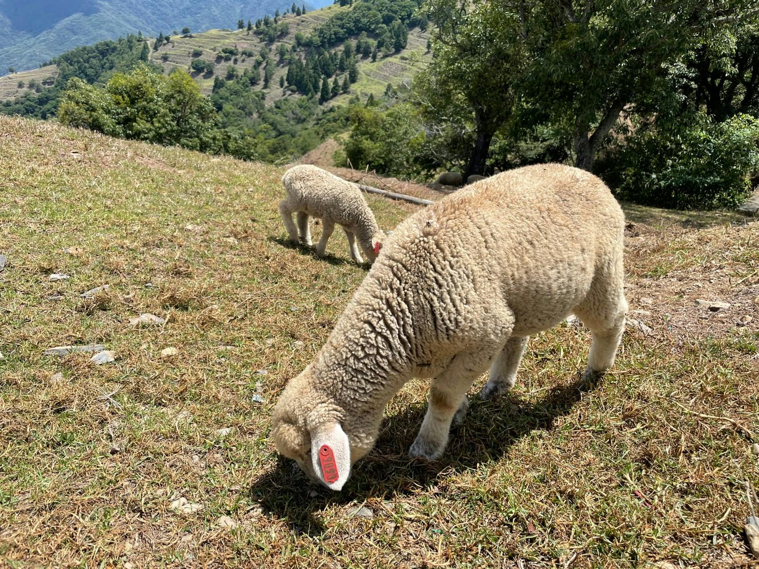 清境民宿清境羊角村旁畜牧步道的綿羊