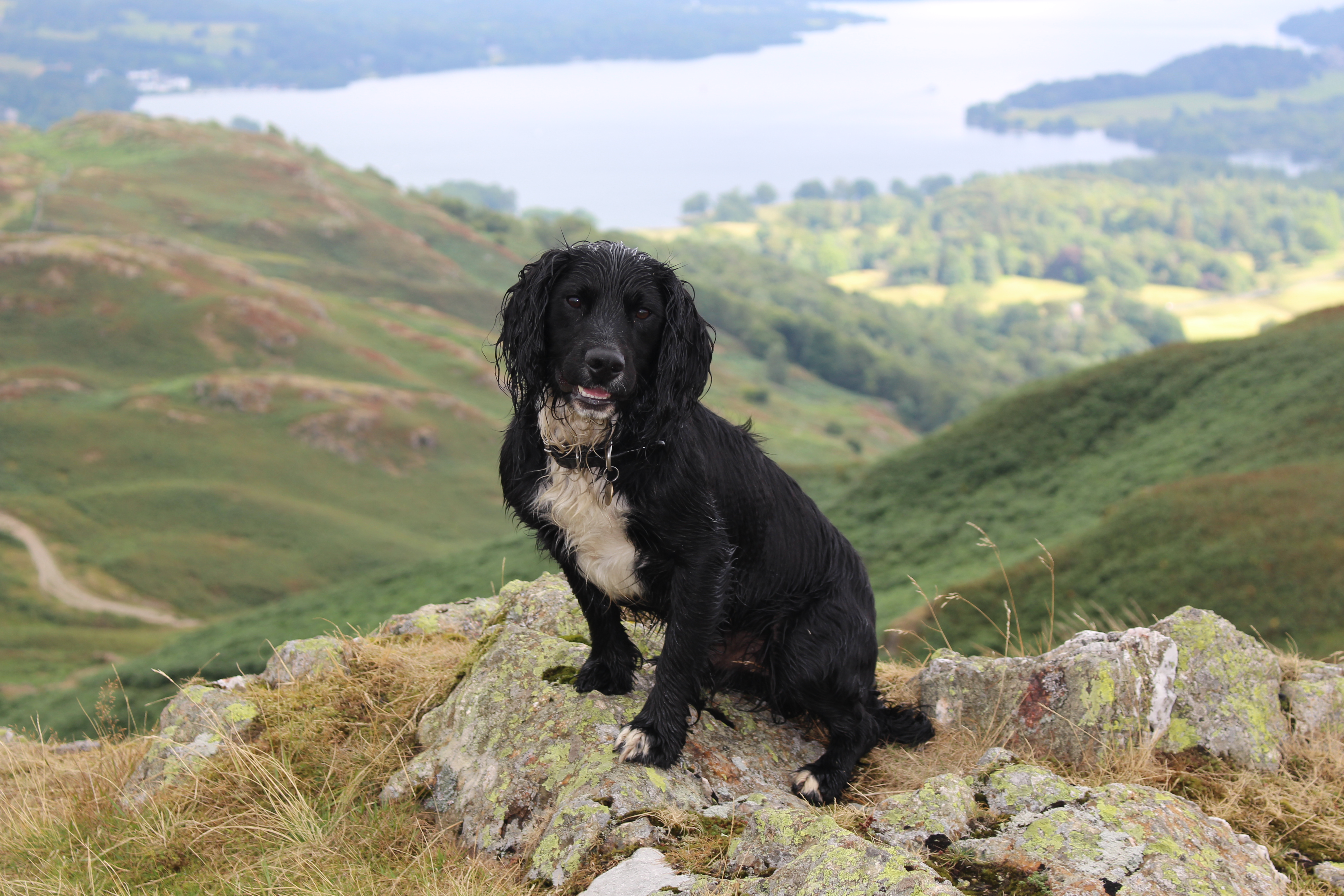 Dogs are welcome in the bar area of The Tack Room Restaurant & Bar at The Wensleydale Hotel, Middleham