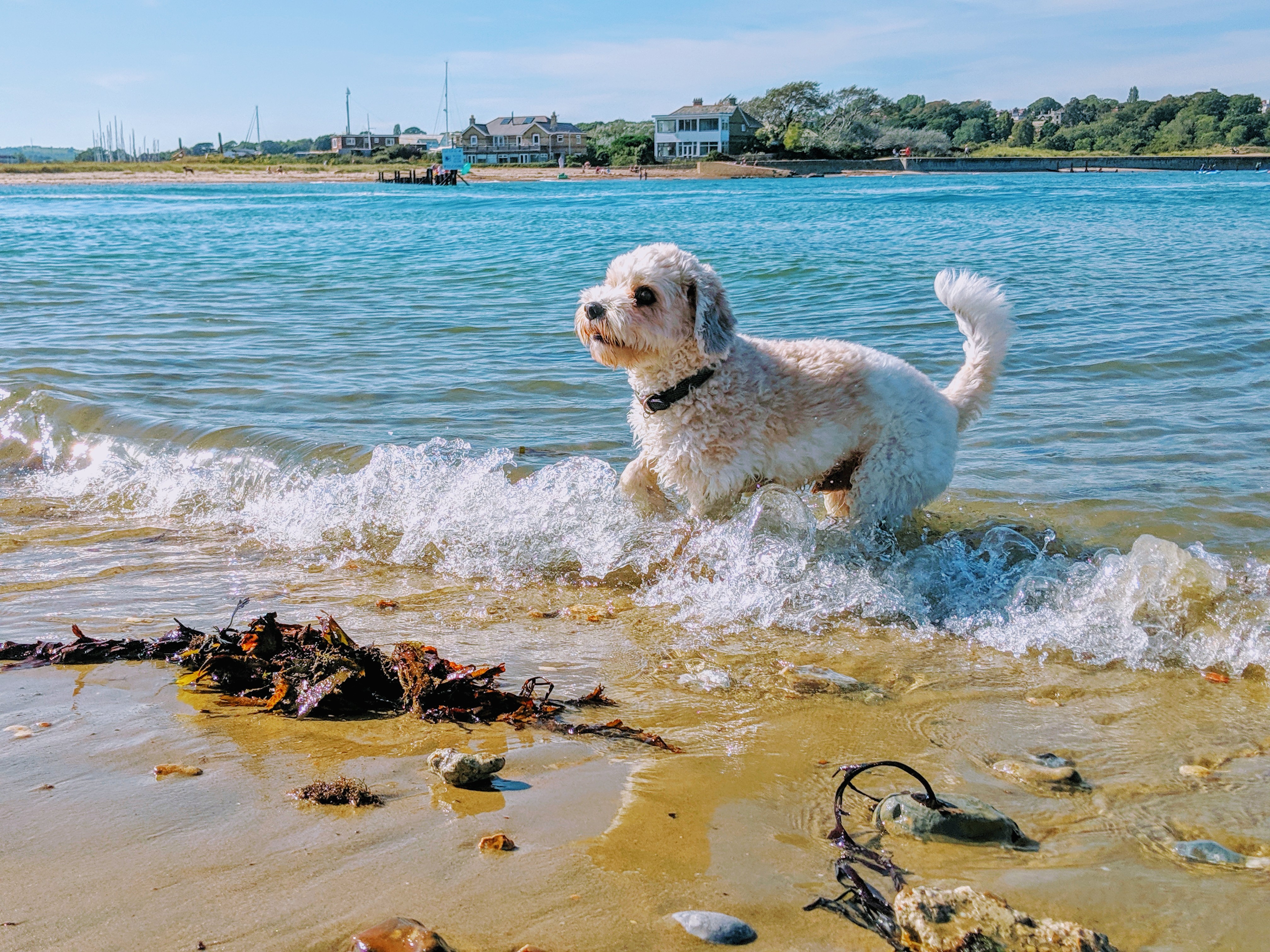 Beach holidays with store dogs