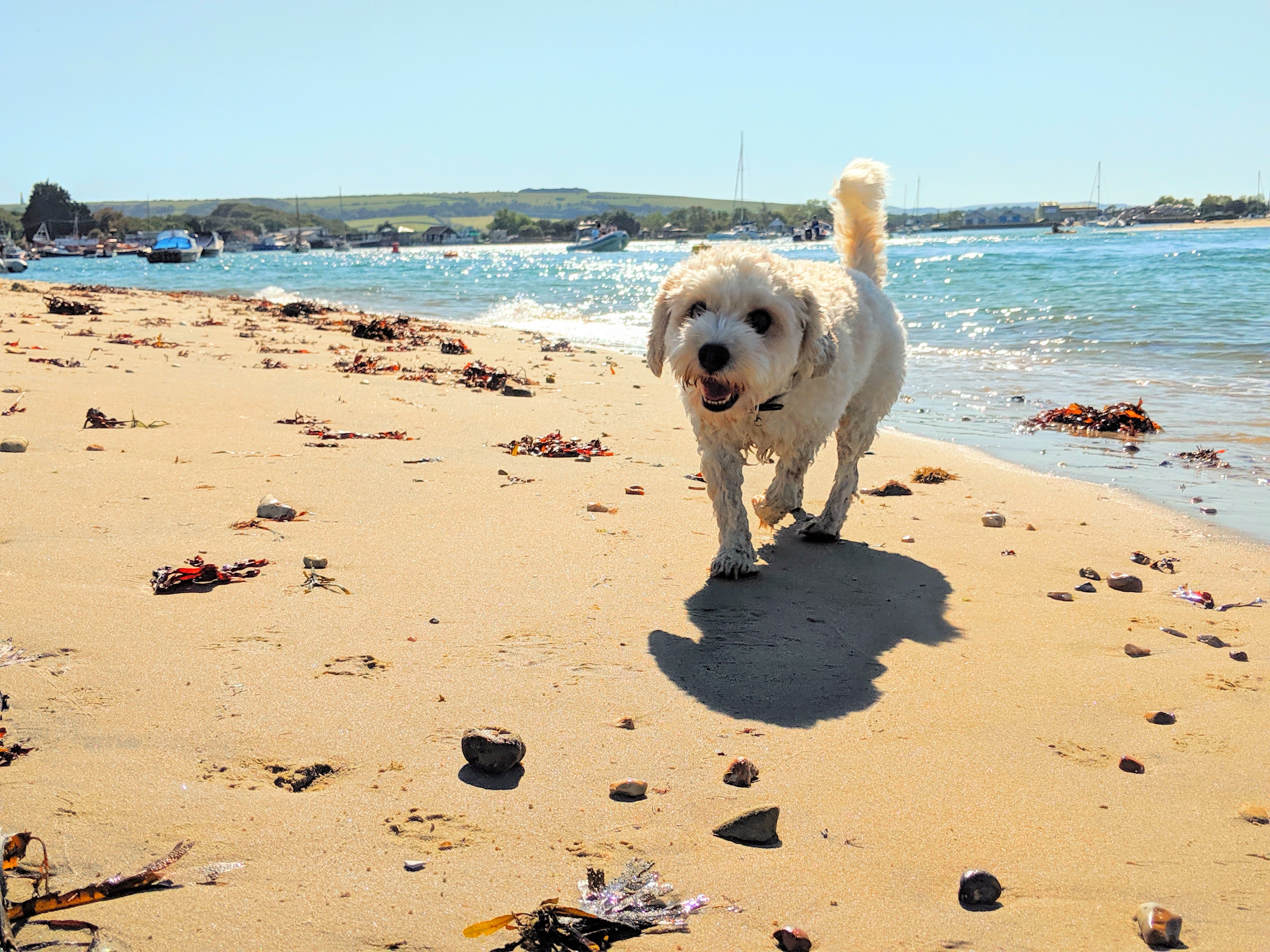 beach holidays with dogs